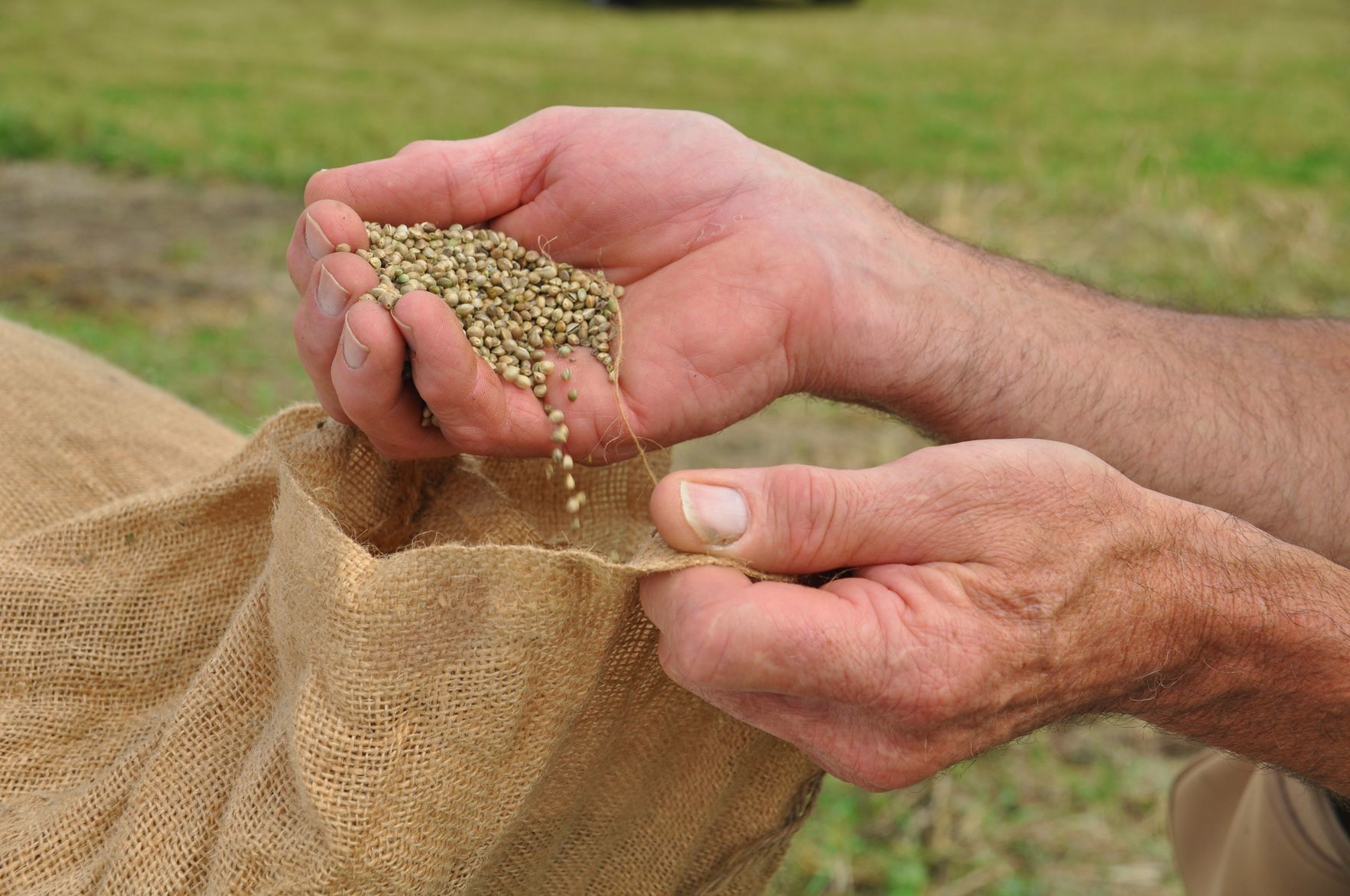 Hemp seeds